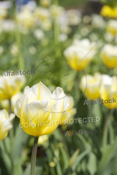 Flowers, plants, background