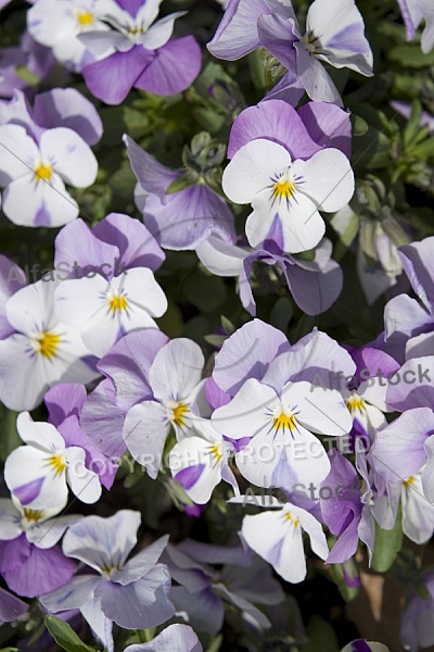 Flowers, plants, background