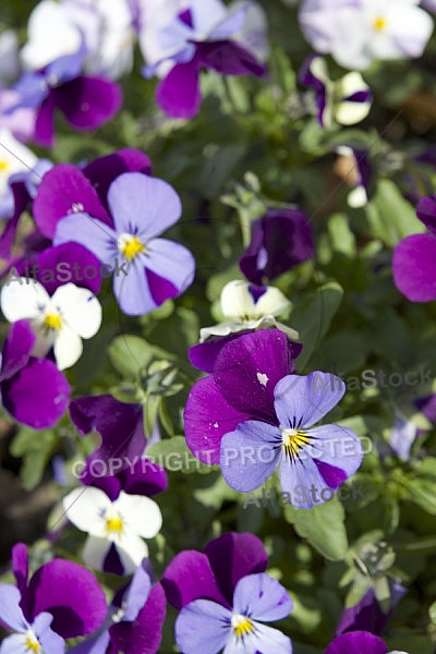 Flowers, plants, background