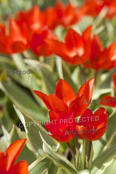 Flowers, plants, background