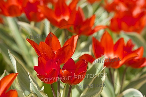 Flowers, plants, background