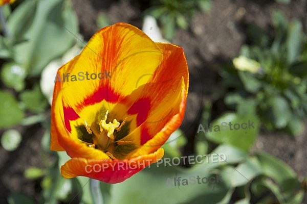 Flowers, plants, background