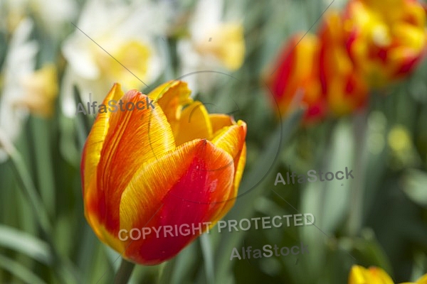 Flowers, plants, background