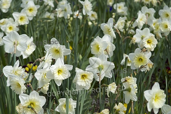 Flowers, plants, background