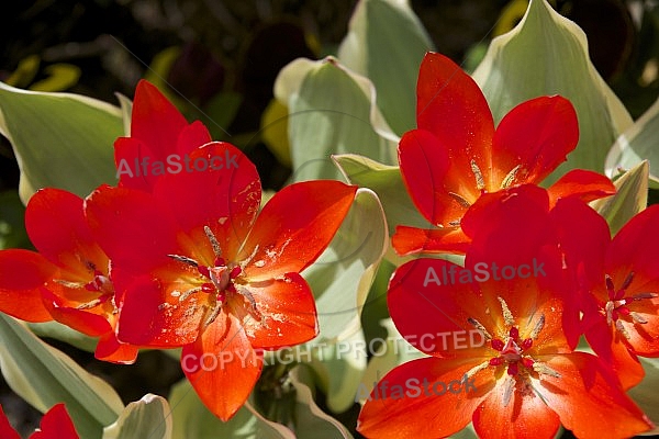 Flowers, plants, background