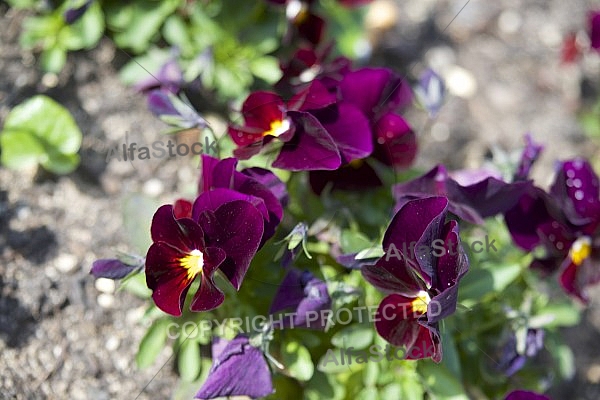 Flowers, plants, background