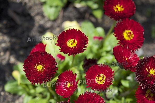 Flowers, plants, background