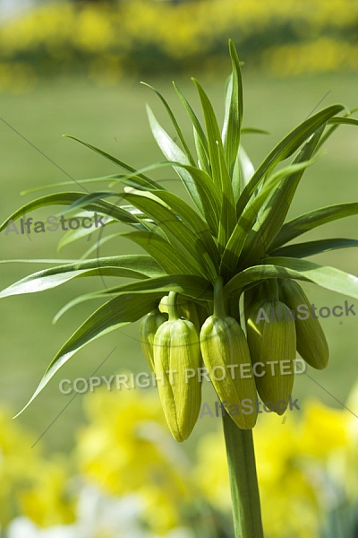 Flowers, plants, background