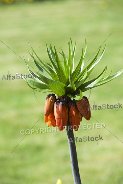 Flowers, plants, background