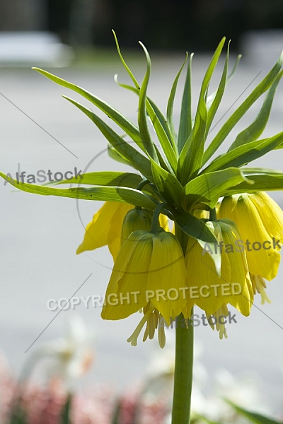 Flowers, plants, background