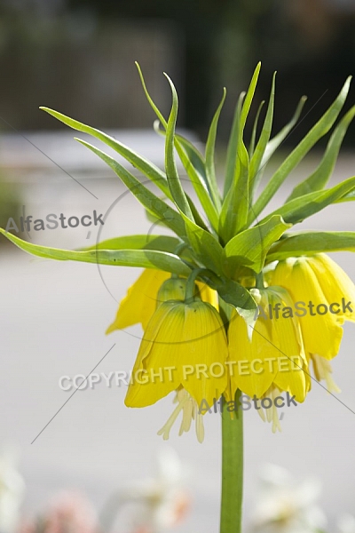 Flowers, plants, background