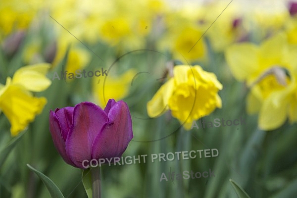 Flowers, plants, background