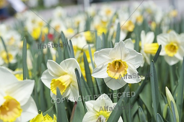 Flowers, plants, background