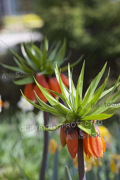 Flowers, plants, background