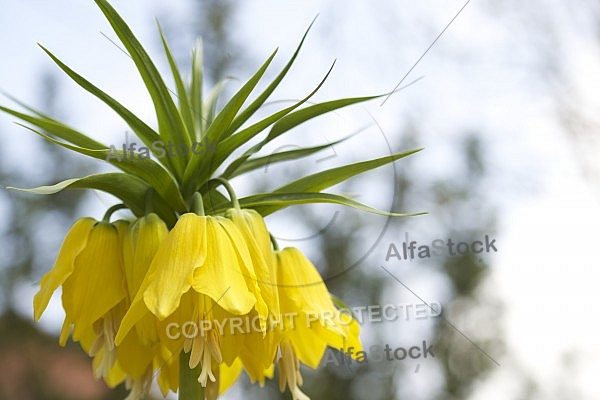 Flowers, plants, background