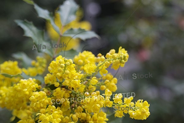 Flowers, plants, background