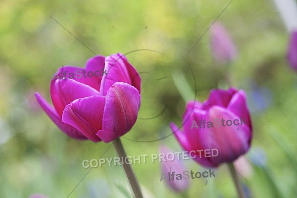 Flowers, plants, background