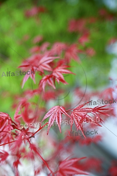 Flowers, plants, background