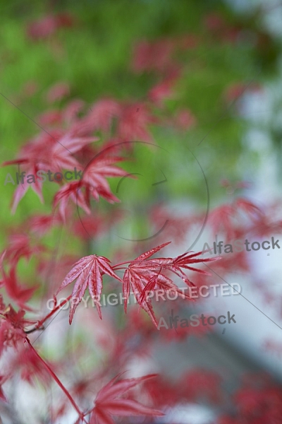 Flowers, plants, background