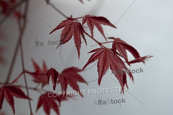 Flowers, plants, background