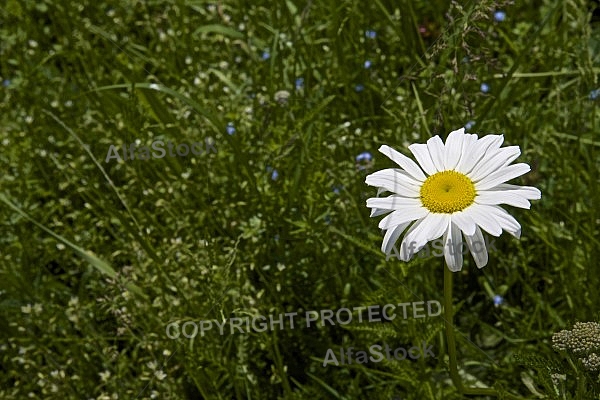 Flowers, plants, background