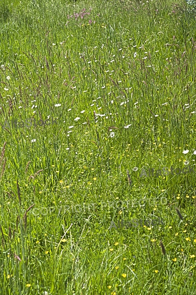 Flowers, plants, background