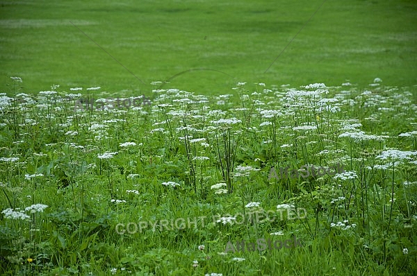 Flowers, plants, background