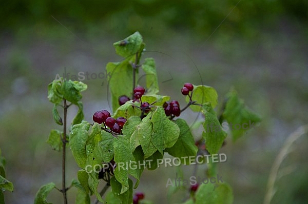 Flowers, plants, background