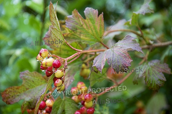 Flowers, plants, background