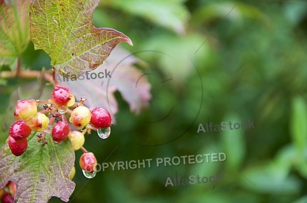 Flowers, plants, background