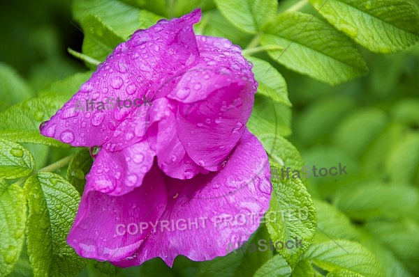 Flowers, plants, background