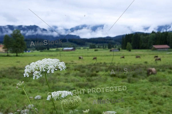 Flowers, plants, background