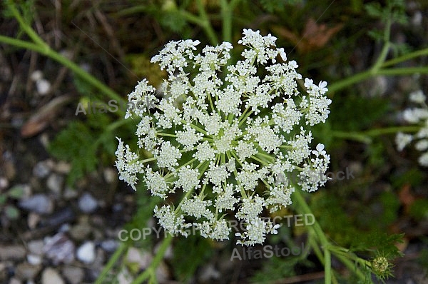 Flowers, plants, background