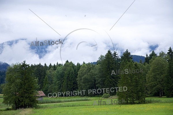 Flowers, plants, background