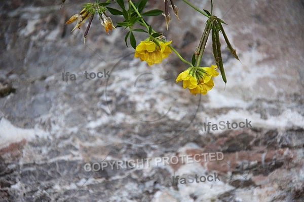 Flowers, plants, background