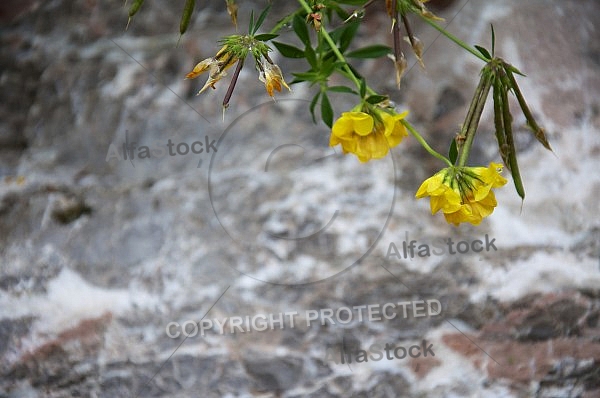 Flowers, plants, background