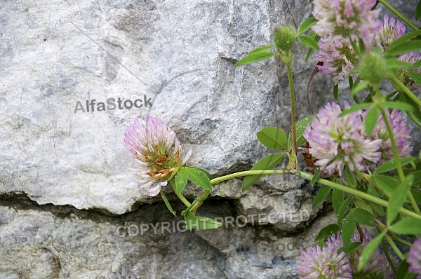 Flowers, plants, background