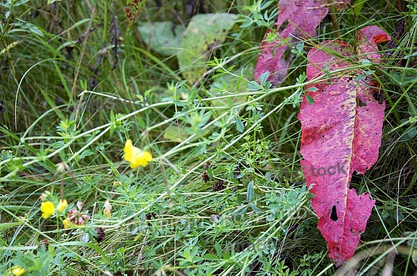 Flowers, plants, background