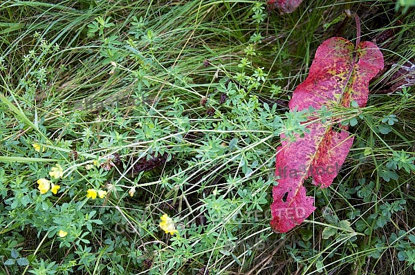 Flowers, plants, background