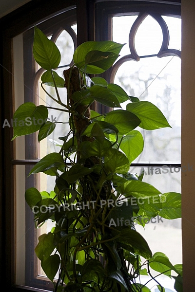 Flowers, plants, background