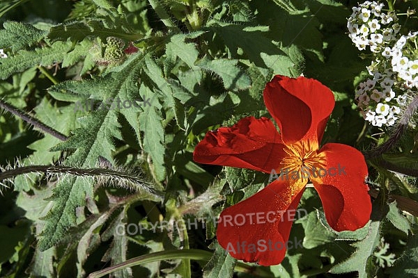 Flowers, plants, background