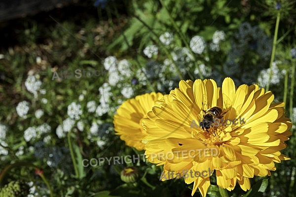 Flowers, plants, background