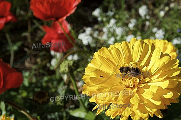 Flowers, plants, background