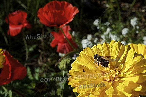 Flowers, plants, background