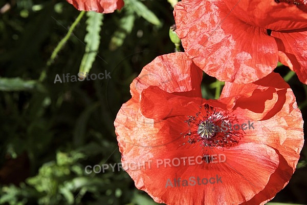 Flowers, plants, background