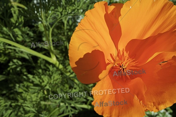 Flowers, plants, background