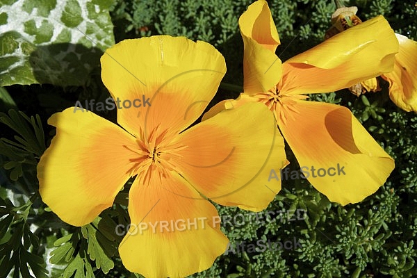 Flowers, plants, background