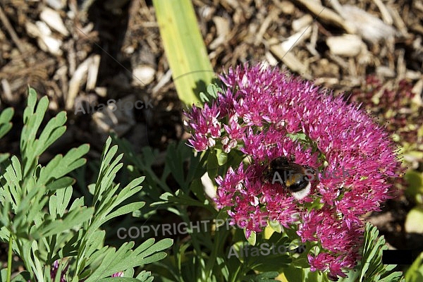 Flowers, plants, background