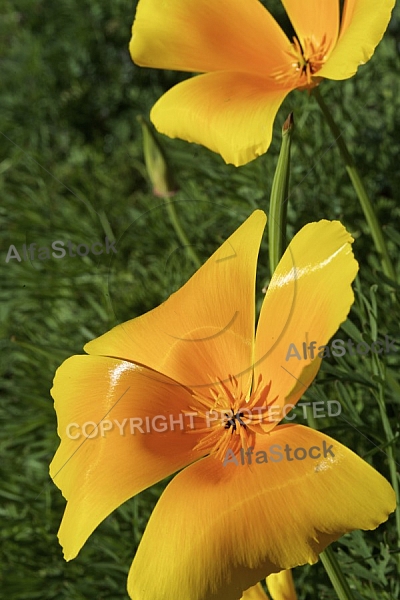 Flowers, plants, background