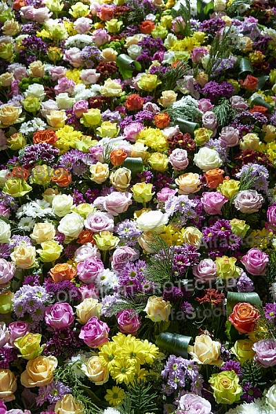 Flowers, plants, background